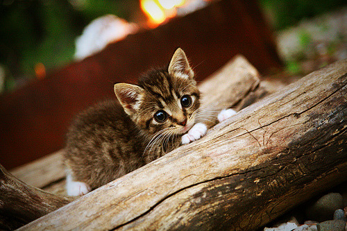 CBA多支球队试训海外华裔球员 探索新模式，cba国外球员