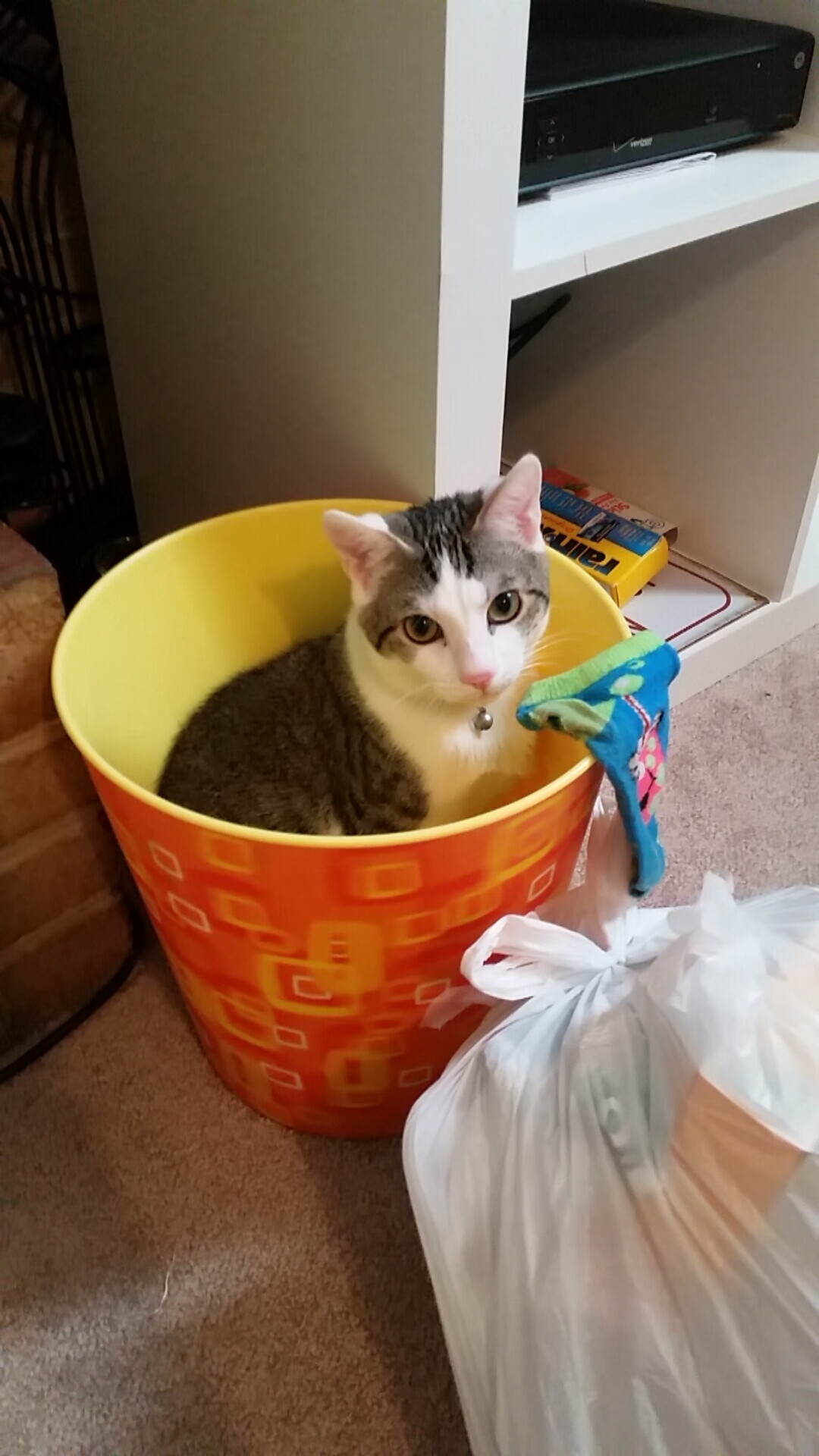 “六人制袋棍球：观众现场感受速度与力量的完美融合”