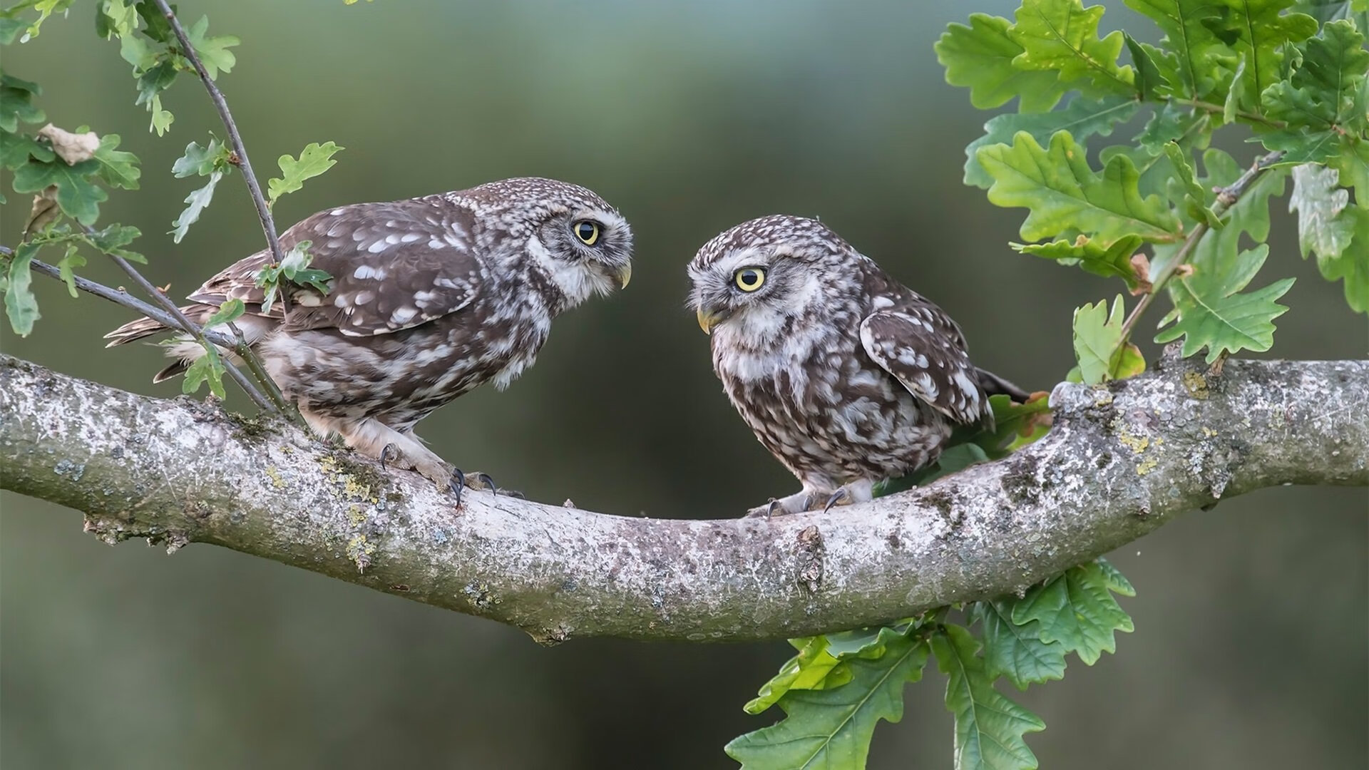 九游娱乐官网-中国女排新任队长首次亮相媒体见面会，中国女排新队长是谁