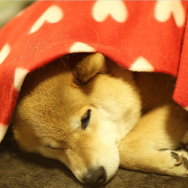 短道速滑新赛季训练注重爆发力与节奏控制,短道速滑新规则