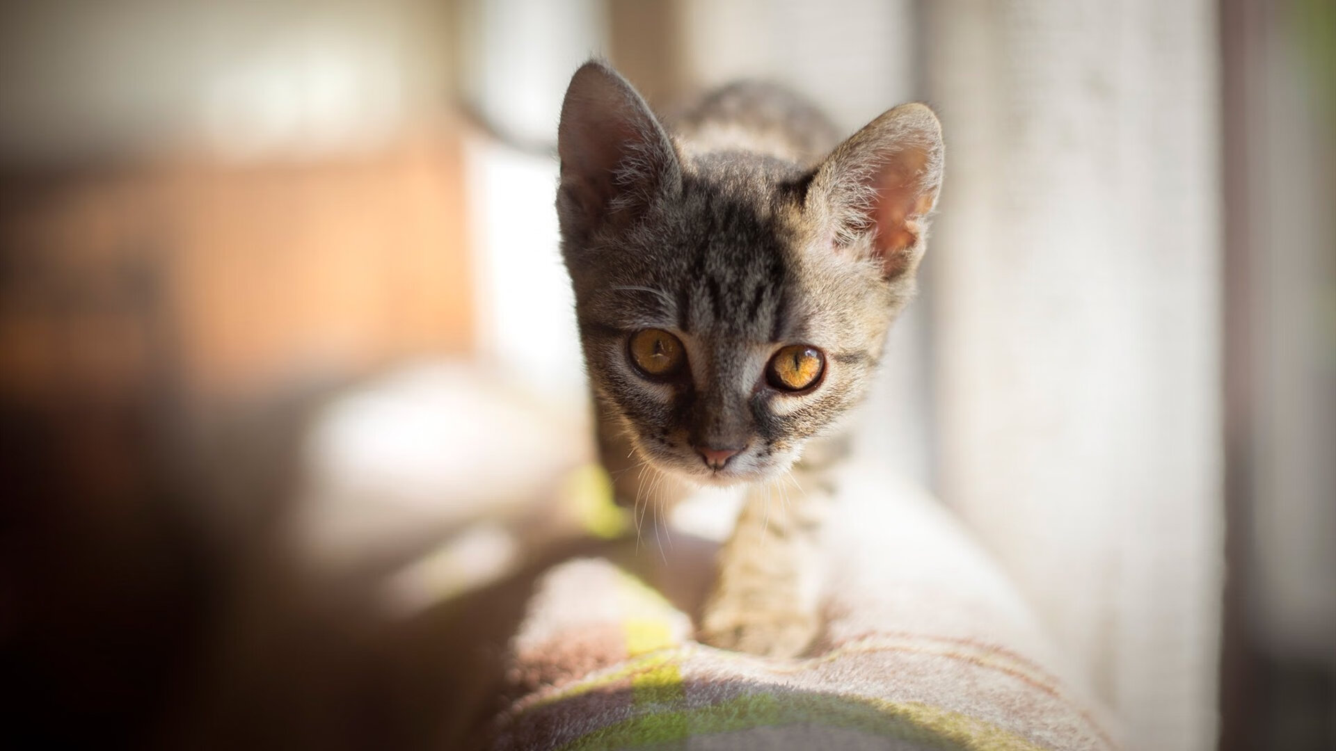 九游娱乐app官网-罗马尼亚队如何在国际乒联混合团体世界杯中充分发挥潜力，罗马尼亚乒乓球怎么样