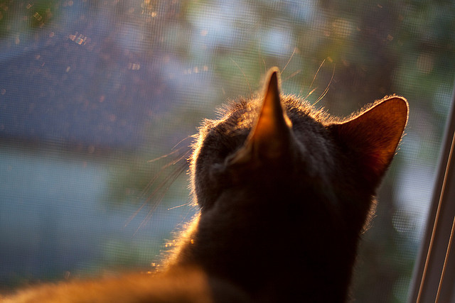 西班牙男子蝶泳选手冲击前八有望，西班牙游泳名将