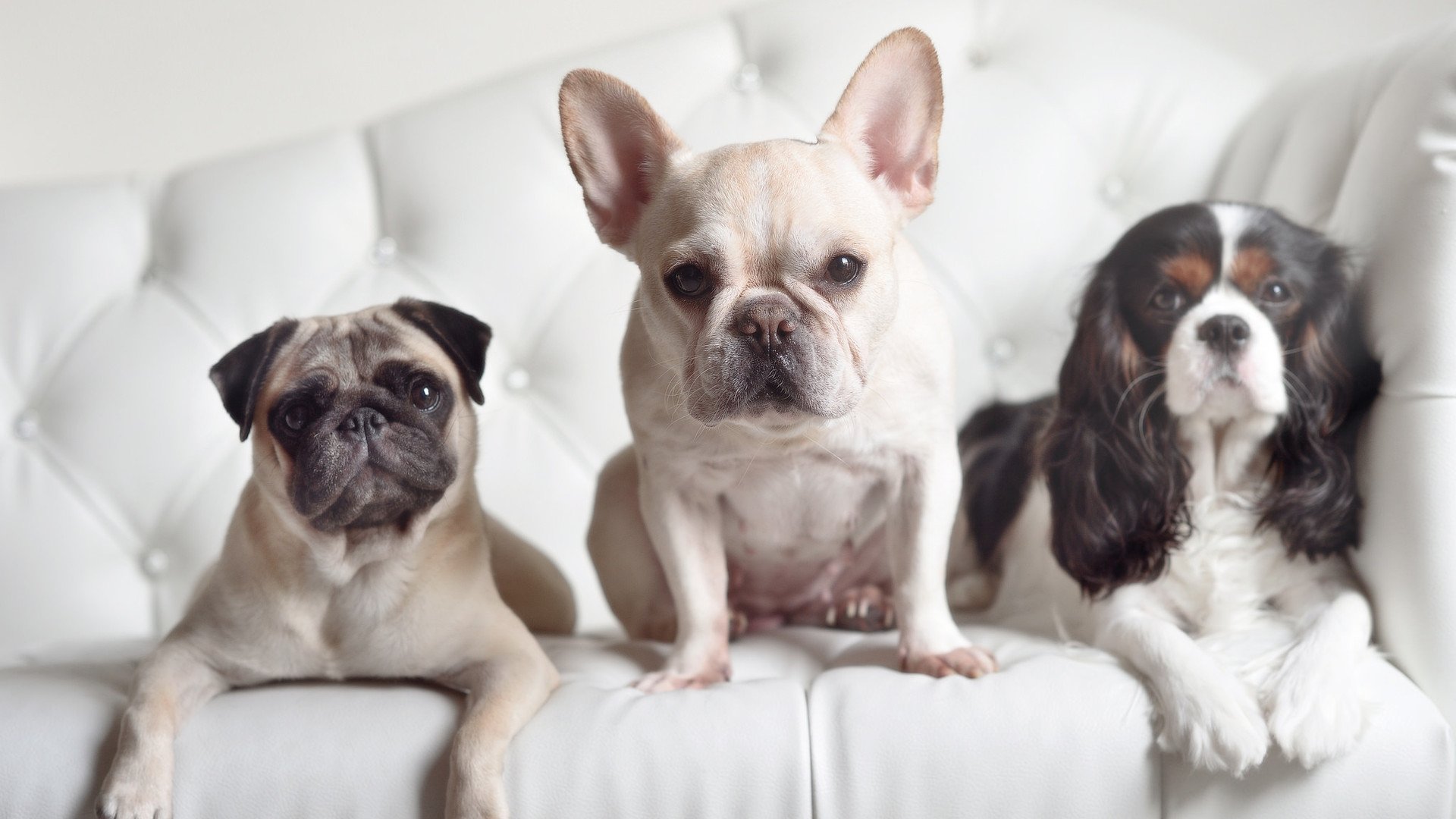 选手直播间人气爆棚成功转型内容博主,主播转型明星