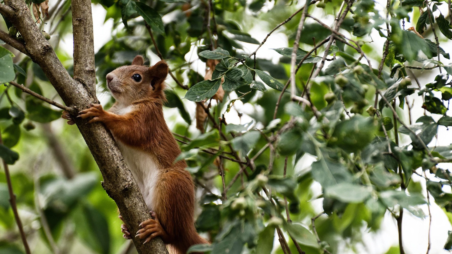 九游娱乐app下载-中国篮协启动教练经验分享计划搭建知识交流平台，中国篮协教练员abcde