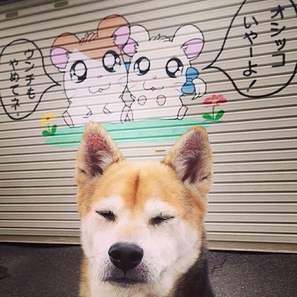 女子橄榄球迈向职业化新时代，女子橄榄球队